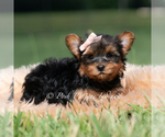 Puppy Jellybean Yorkshire Terrier