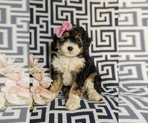 Miniature Bernedoodle Puppy for sale in OXFORD, PA, USA