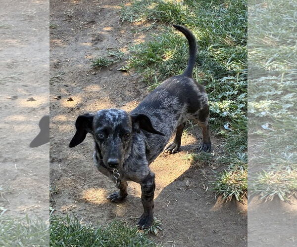 Medium Photo #4 Dachshund Puppy For Sale in Hesperia, CA, USA