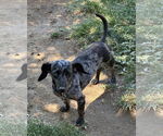 Small #3 Dachshund