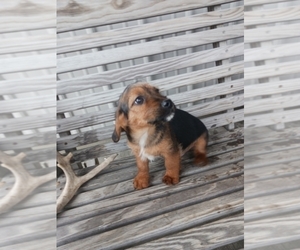 Beagle-Yorkshire Terrier Mix Puppy for Sale in SHIPSHEWANA, Indiana USA