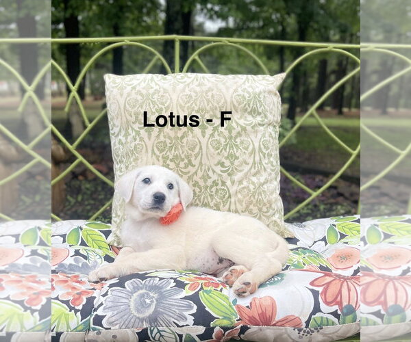 Medium Photo #3 Labrenees Puppy For Sale in Rockaway, NJ, USA