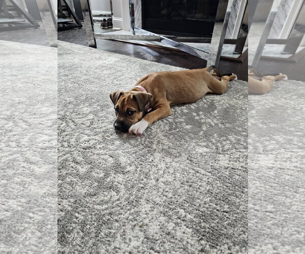 Medium Photo #6 American Pit Bull Terrier-Black Mouth Cur Mix Puppy For Sale in Holly Springs, NC, USA