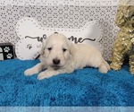Small #6 Goldendoodle mix (+ Poodle Toy)