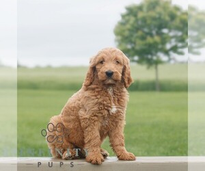 Goldendoodle Puppy for sale in NARVON, PA, USA