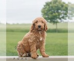 Small Goldendoodle