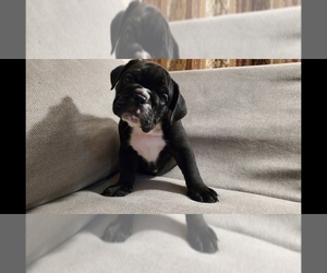 English Bulldog Puppy for sale in BAKERSFIELD, CA, USA