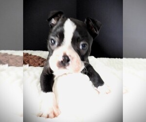 Boston Terrier Puppy for sale in CARLISLE, KY, USA