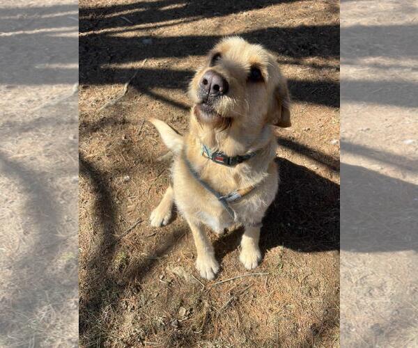 Medium Photo #1 Mutt Puppy For Sale in Front Royal, VA, USA