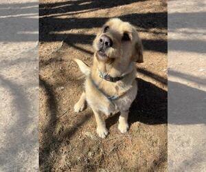 Mutt Dogs for adoption in Front Royal, VA, USA