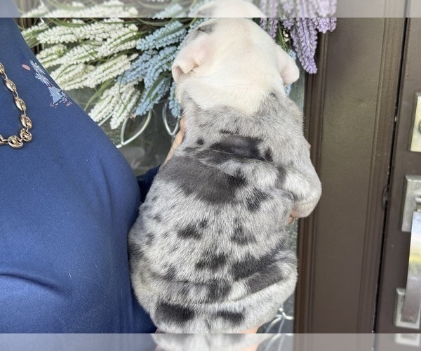Medium Photo #2 Bulldog Puppy For Sale in LEHIGH ACRES, FL, USA
