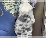 Small Photo #4 Bulldog Puppy For Sale in LEHIGH ACRES, FL, USA