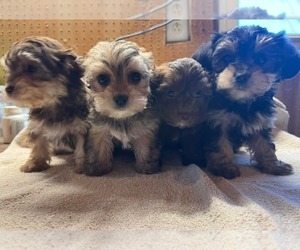 YorkiePoo Puppy for sale in MIDDLETOWN, IN, USA