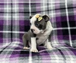 Small Photo #5 Boston Terrier Puppy For Sale in LAKELAND, FL, USA