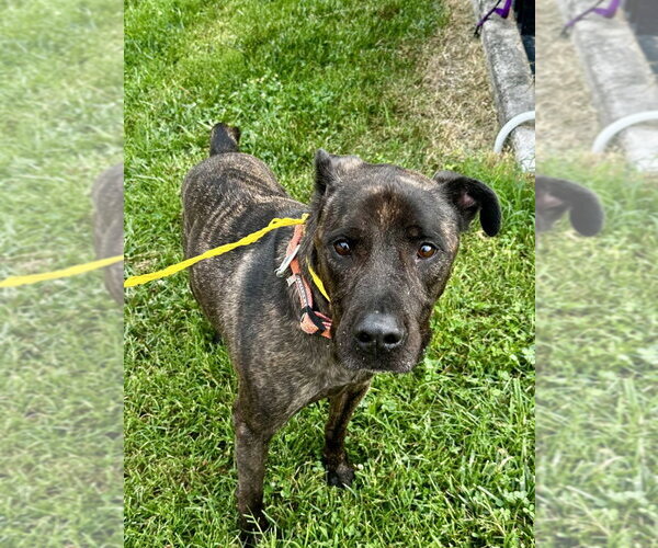 Medium Photo #6 Mutt Puppy For Sale in Glen Allen, VA, USA