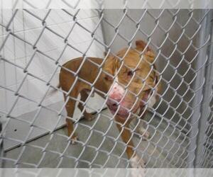 American Pit Bull Terrier Dogs for adoption in Temple, TX, USA