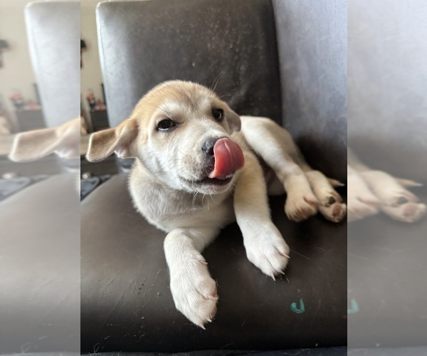 Medium Photo #1 American Pit Bull Terrier-Siberian Husky Mix Puppy For Sale in MANCHESTER, NH, USA