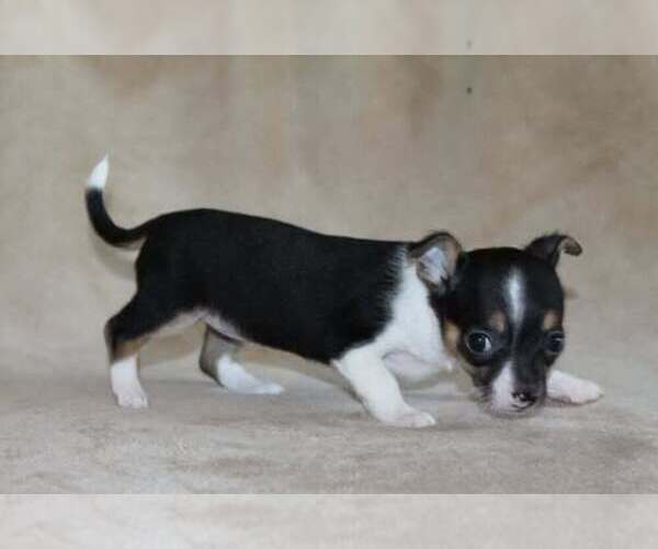 Medium Photo #17 Chihuahua Puppy For Sale in HUDSONVILLE, MI, USA