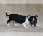 Small Photo #17 Chihuahua Puppy For Sale in HUDSONVILLE, MI, USA
