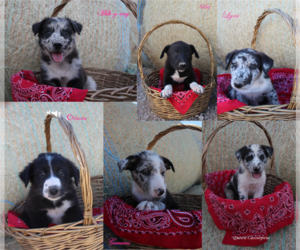Australian Kelpie-Border Collie Mix Puppy for sale in ELOY, AZ, USA