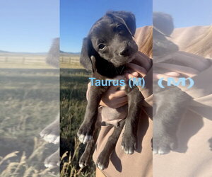 Border Collie-Unknown Mix Dogs for adoption in Tabernash, CO, USA