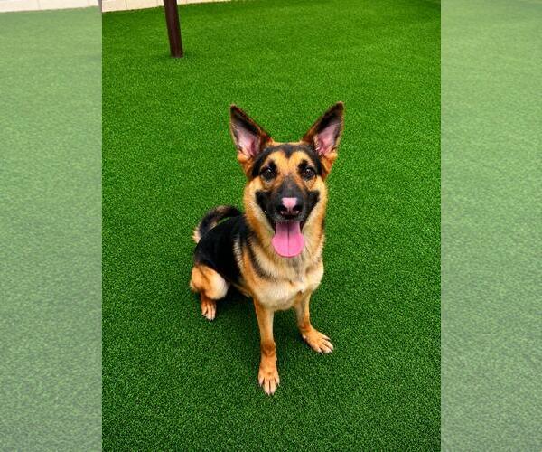 Medium Photo #10 German Shepherd Dog-Unknown Mix Puppy For Sale in Rockwall, TX, USA