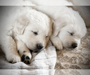 English Cream Golden Retriever Litter for sale in STRASBURG, CO, USA