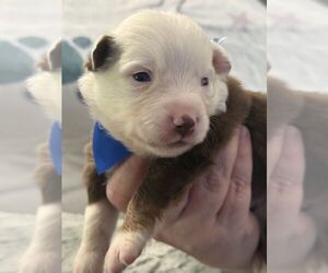 Australian Shepherd Puppy for sale in WEBSTER, FL, USA