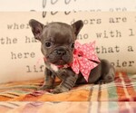 Small #1 French Bulldog