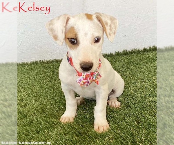 Medium Photo #1 Jack Russell Terrier-Unknown Mix Puppy For Sale in San Diego, CA, USA