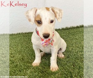 Jack Russell Terrier-Unknown Mix Dogs for adoption in San Diego, CA, USA