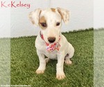 Kelsey - Female Jack Russell Terrier-Unknown Mix Dog for Adoption - Small photo