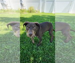 Small #1 Mutt