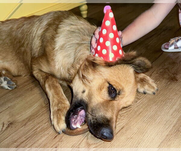 Medium Photo #6 Siberian Husky-Unknown Mix Puppy For Sale in Corona, CA, USA