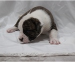 Small Photo #24 American Bulldog Puppy For Sale in MECHANICSVILLE, VA, USA