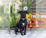 Small #8 Labrador Retriever