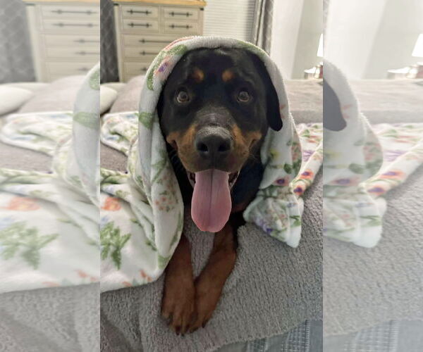 Medium Photo #5 Rottweiler Puppy For Sale in White Hall, AR, USA