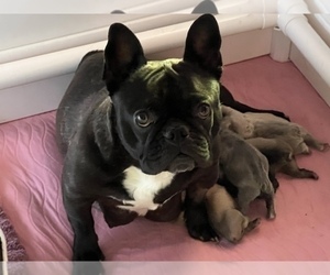 Mother of the French Bulldog puppies born on 05/13/2022