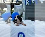 Puppy Snoopy Great Dane