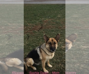 Mother of the Shepradors puppies born on 10/31/2020