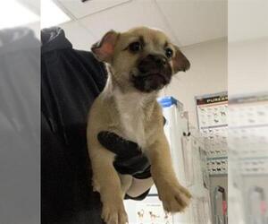 Chihuahua-Unknown Mix Dogs for adoption in Visalia, CA, USA