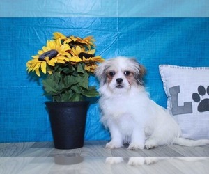 Zuchon Puppy for sale in MARIETTA, GA, USA