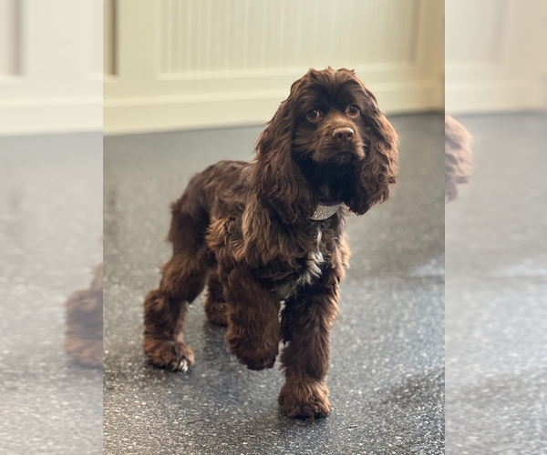 Medium Photo #5 Cocker Spaniel Puppy For Sale in WARSAW, IN, USA