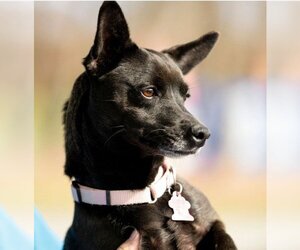 Chiweenie Dogs for adoption in Garner, NC, USA