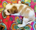 Small #1 Cavalier King Charles Spaniel