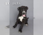 Small #1 Labrador Retriever Mix