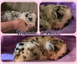 Small Photo #8 Border Collie Puppy For Sale in BROOKFIELD, MO, USA