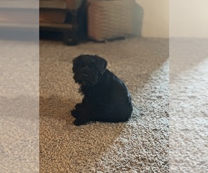 Schnauzer (Miniature) Puppy for sale in PIKETON, OH, USA