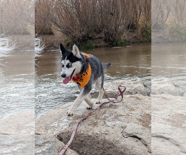 Medium Photo #3 Siberian Husky-Unknown Mix Puppy For Sale in Aurora, CO, USA