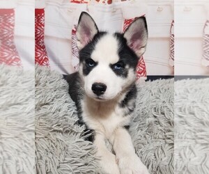 Pomsky Puppy for sale in SPRINGFIELD, MO, USA